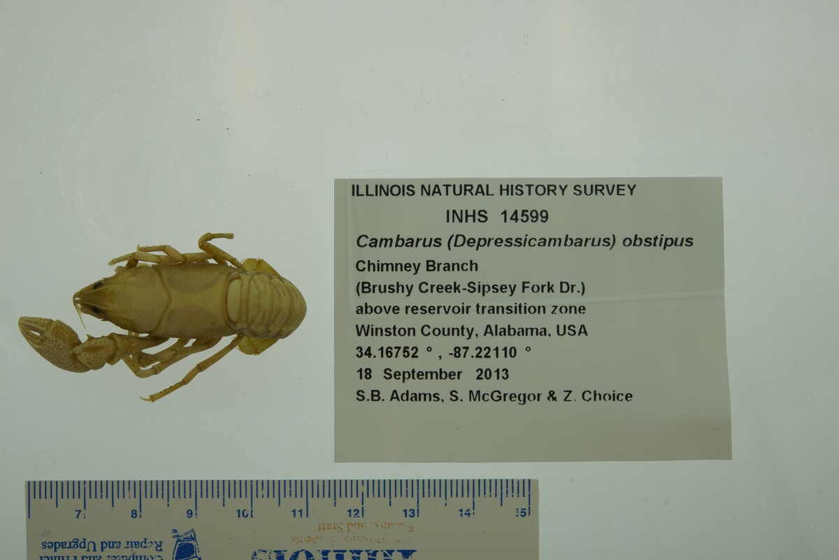Cambarus obstipus image